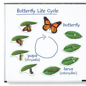 Жизненный цикл бабочки (магнитный)        