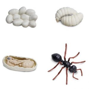 Комплект фигурок Жизненный цикл муравья ― Пять Чудес