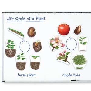 Жизненный цикл растений (магнитный)         ― Пять Чудес